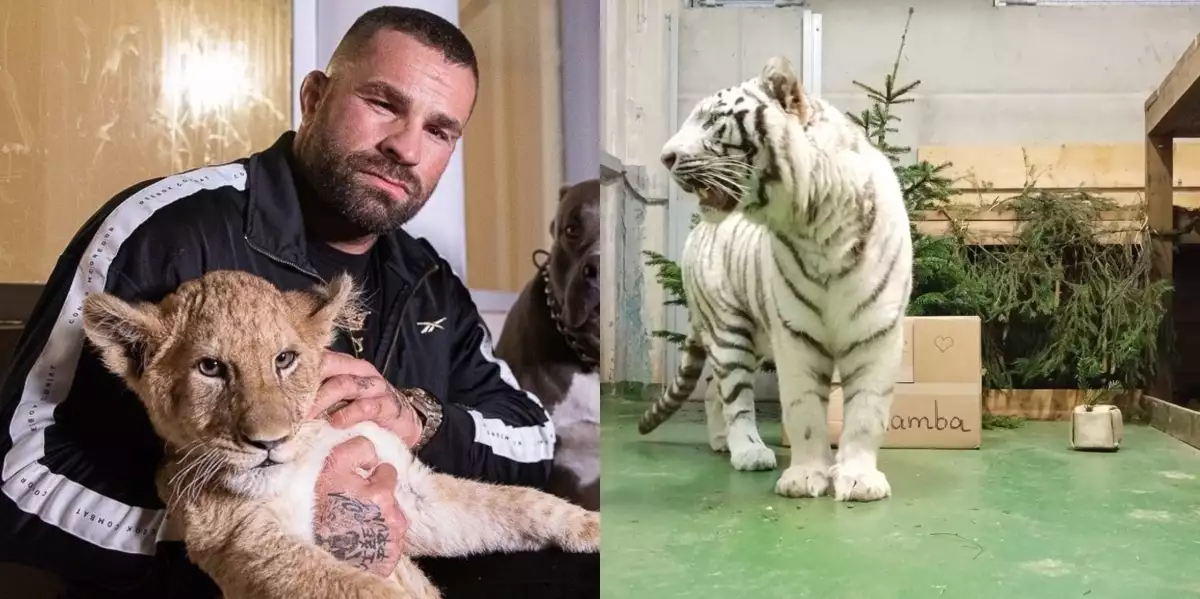 Oběť nelítostného obchodu s tygry? Jak se má Vémolova zabavená tygřice Ramba?