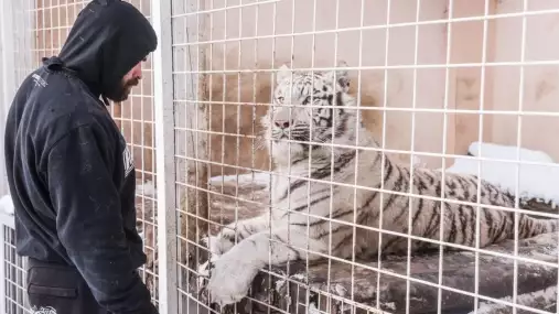 Krev a strach! Vémola popsal děsivý zážitek z výběhu svých šelem